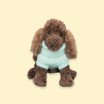 Comfort Me Raffy wearing a pale, sage green knitted jumper
